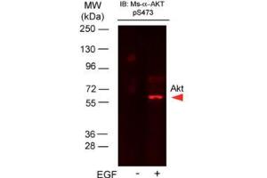 Anti-AKT pS473 Monoclonal Antibody649 Conjugated - Western Blot.