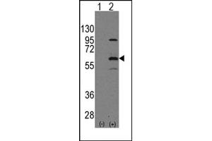 Image no. 1 for anti-Elongator complex protein 3 (ELP3) (N-Term) antibody (ABIN356661) (ELP3/KAT9 antibody  (N-Term))