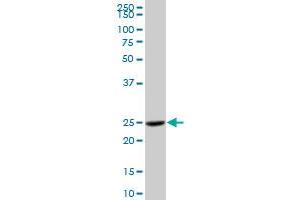 CTSH MaxPab polyclonal antibody.