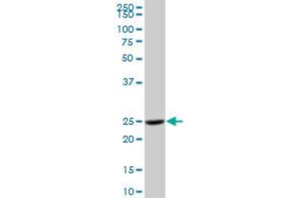 Cathepsin H antibody  (AA 1-335)