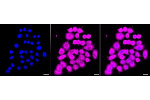 anti-Histidine Triad Nucleotide Binding Protein 1 (HINT1) antibody