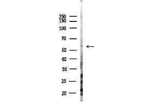 anti-Transmembrane Protein 145 (TMEM145) (N-Term) antibody