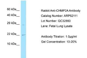 Western Blotting (WB) image for anti-Charged Multivesicular Body Protein 2A (CHMP2A) (N-Term) antibody (ABIN2789023) (CHMP2A antibody  (N-Term))