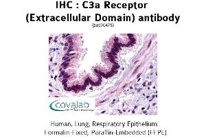 Image no. 1 for anti-Complement Component 3a Receptor 1 (C3AR1) (2nd Extracellular Domain) antibody (ABIN1732492) (C3AR1 antibody  (2nd Extracellular Domain))