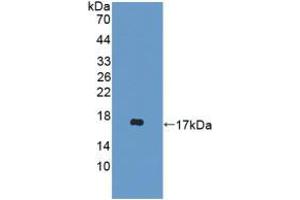 Western blot analysis of recombinant Mouse DDT. (DDT antibody  (AA 2-118))