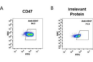 Flow Cytometry (FACS) image for anti-CD47 (Magrolimab Biosimilar) antibody (ABIN6964414)