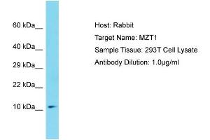 Host: Rabbit Target Name: MZT1 Sample Tissue: Human 293T Whole Cell Antibody Dilution: 1ug/ml (MZT1 antibody  (Middle Region))