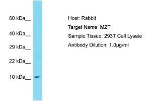 MZT1 antibody  (Middle Region)