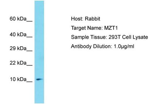 MZT1 antibody  (Middle Region)