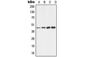 Western blot analysis of ALDH3B2 expression in HepG2 (A), HeLa (B), Raw264. (ALDH3B2 antibody  (C-Term))