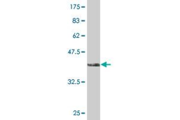 HNF1B antibody  (AA 29-118)