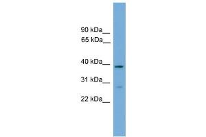 WB Suggested Anti-NCF4 Antibody Titration: 0. (NCF4 antibody  (C-Term))