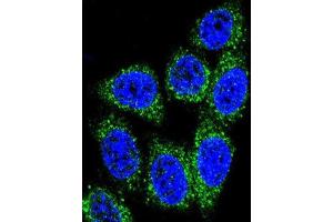 Immunofluorescence (IF) image for anti-MutY Homolog (E. Coli) (MUTYH) antibody (ABIN3004059) (MUTYH antibody)
