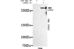 Immunoprecipitation analysis of Hela cell lysates using CHD3 mouse mAb. (CHD3 antibody  (C-Term))