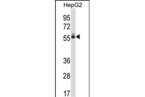 DEF8 Antibody (C-term) (ABIN657801 and ABIN2846774) western blot analysis in HepG2 cell line lysates (35 μg/lane).