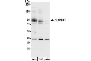 anti-Solute Carrier Family 30 (Zinc Transporter), Member 1 (SLC30A1) (AA 200-250) antibody