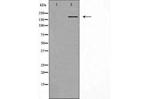 Western blot analysis of extracts from HeLa cells, using IQGAP1 antibody. (IQGAP1 antibody  (N-Term))