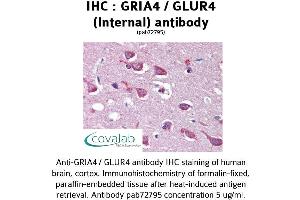 Image no. 1 for anti-Glutamate Receptor, Ionotropic, AMPA 4 (GRIA4) (Internal Region) antibody (ABIN1735242) (GRIA4 antibody  (Internal Region))