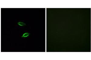 Immunofluorescence analysis of HUVEC cells, using GPR157 antibody. (GPR157 antibody  (Internal Region))