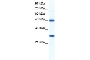 BAT1 antibody used at 0.