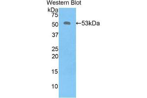 Western Blotting (WB) image for anti-Kallikrein 6 (KLK6) (AA 17-244) antibody (ABIN3208078) (Kallikrein 6 antibody  (AA 17-244))
