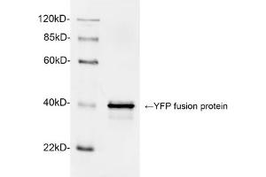 Western blot analysis of YFP fusion protein using 1 µg/mL Rabbit Anti-GFP Polyclonal Antibody (ABIN398857) The signal was developed with IRDyeTM 800 Conjugated Goat Anti-Rabbit IgG. (GFP antibody)