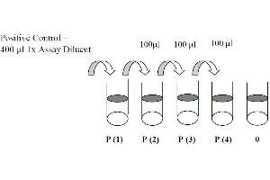 This picture shows the preparation of the positive control. (EGFR ELISA Kit)