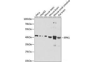 Western blot analysis of extracts of various cell lines using ITPK1 Polyclonal Antibody at dilution of 1:1000. (ITPK1 antibody)