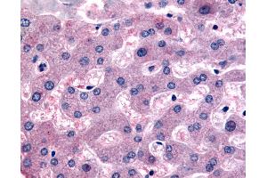 Anti-DPP9 antibody IHC of human liver. (DPP9 antibody  (Internal Region))