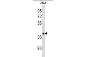 AC Antibody (Center) (ABIN1881041 and ABIN2838862) western blot analysis in 293 cell line lysates (35 μg/lane). (ACAA1 antibody  (AA 147-176))