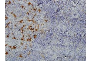 Immunoperoxidase of monoclonal antibody to GLUL on formalin-fixed paraffin-embedded human tonsil. (GLUL antibody  (AA 1-373))