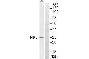 Western blot analysis of extracts from 293 cells, using NRL antibody. (NRL antibody  (N-Term))