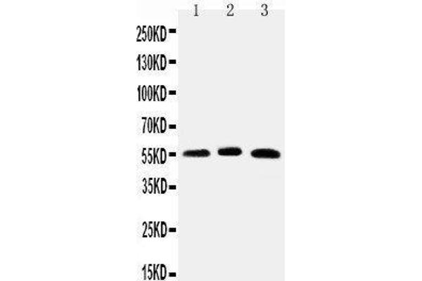 ONECUT1 抗体  (N-Term)
