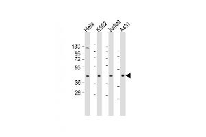 RBMX antibody  (AA 262-294)