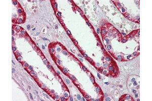 Anti-EIF3E antibody IHC of human kidney. (EIF3E antibody  (AA 36-85))