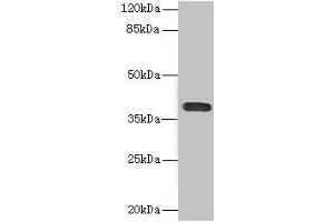 Western blot All lanes: CD226 antibody at 2. (CD226 antibody  (AA 19-254))