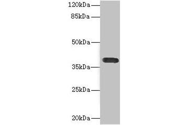 CD226 anticorps  (AA 19-254)