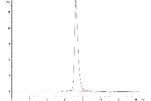 The purity of Mouse VLDLR is greater than 95 % as determined by SEC-HPLC. (VLDLR Protein (AA 28-797) (His tag))