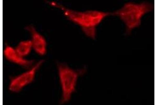 OR6S1 antibody  (Internal Region)