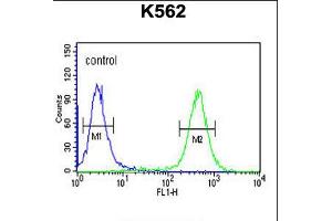 Flow cytometric analysis of K562 cells (right histogram) compared to a negative control cell (left histogram). (ATP4b antibody  (N-Term))