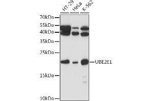 Western blot analysis of extracts of various cell lines, using UBE2E1 Rabbit pAb (ABIN7271176) at 1:1000 dilution. (UBE2E1 antibody  (AA 1-193))