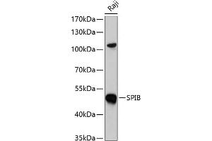Western blot analysis of extracts of Raji cells, using SPIB antibody  at 1:1000 dilution. (SPIB antibody  (AA 1-262))