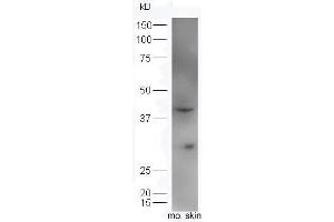 Mouse skin lysates probed with Rabbit Anti-IL34 Polyclonal Antibody, Unconjugated (ABIN2176999) at 1:300 overnight at 4 °C.