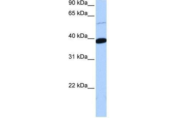 ZNF562 antibody  (Middle Region)