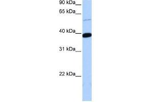 ZNF562 antibody used at 0. (ZNF562 antibody  (Middle Region))