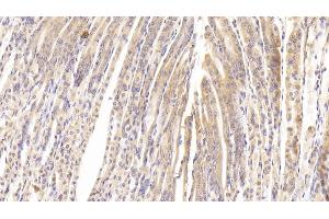 PTPRB antibody  (AA 1214-1463)