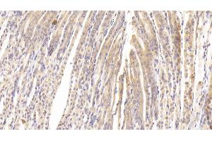 Detection of PTPRB in Mouse Stomach Tissue using Polyclonal Antibody to Protein Tyrosine Phosphatase Receptor Type B (PTPRB) (PTPRB antibody  (AA 1214-1463))