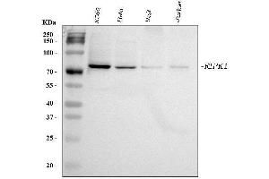 anti-Receptor (TNFRSF)-Interacting serine-threonine Kinase 1 (RIPK1) (AA 411-425), (Middle Region) antibody