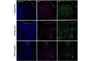 Immunohistochemical detection of progesterone receptor (PR) and estradiol receptor (ER) in the apical region of the endometrium in uteri of nulliparous, multiparous and MPA-treated dogs. (Progesterone Receptor antibody  (AA 501-600) (Alexa Fluor 488))