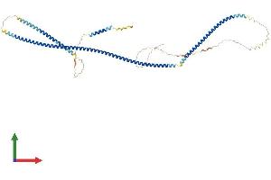 AlphaFold protein structure predicition of Human Recombinant GOLGA6L10 Protein, UniprotID A6NI86 (GOLGA6L10 Protein (AA 1-522) (His tag))